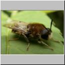 Stratiomys longicornis - Waffenfliege m07.jpg